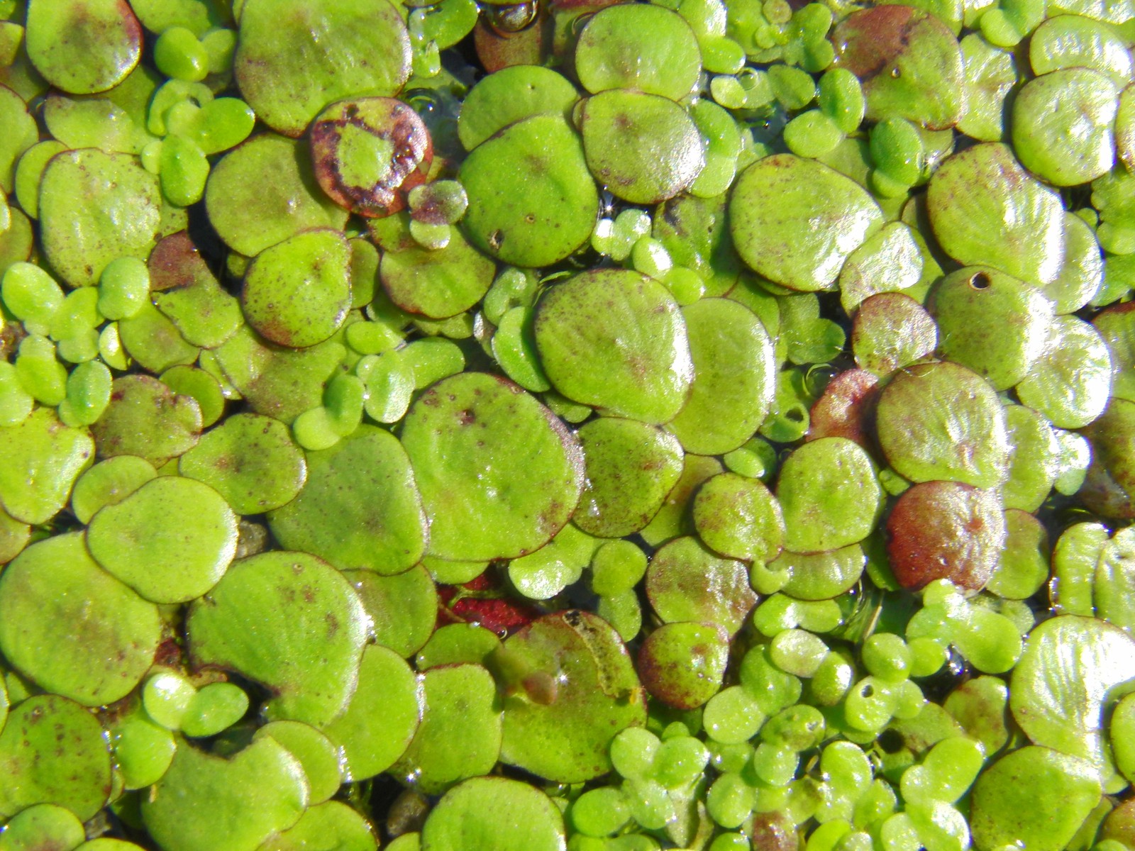 Wasserlinsen Textur 1 Wasserlinsen Textur 1