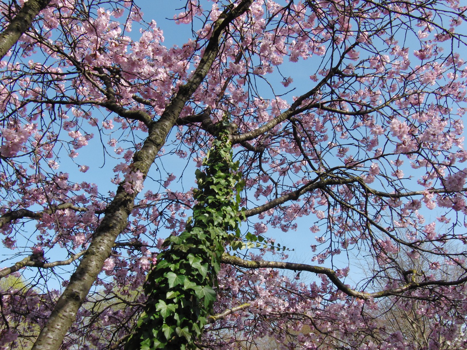 Baumstamm mit Efeu im Frühling Baumstamm mit Efeu im Frühling