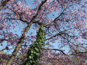 Baumstamm mit Efeu im Frühling