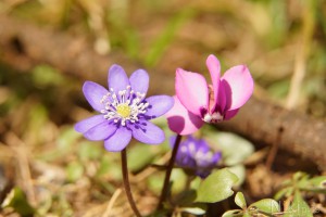 Fr&uuml;hbl&uuml;her Duett