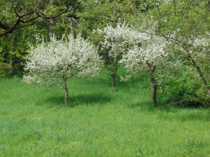 Frühling in weiß-grün