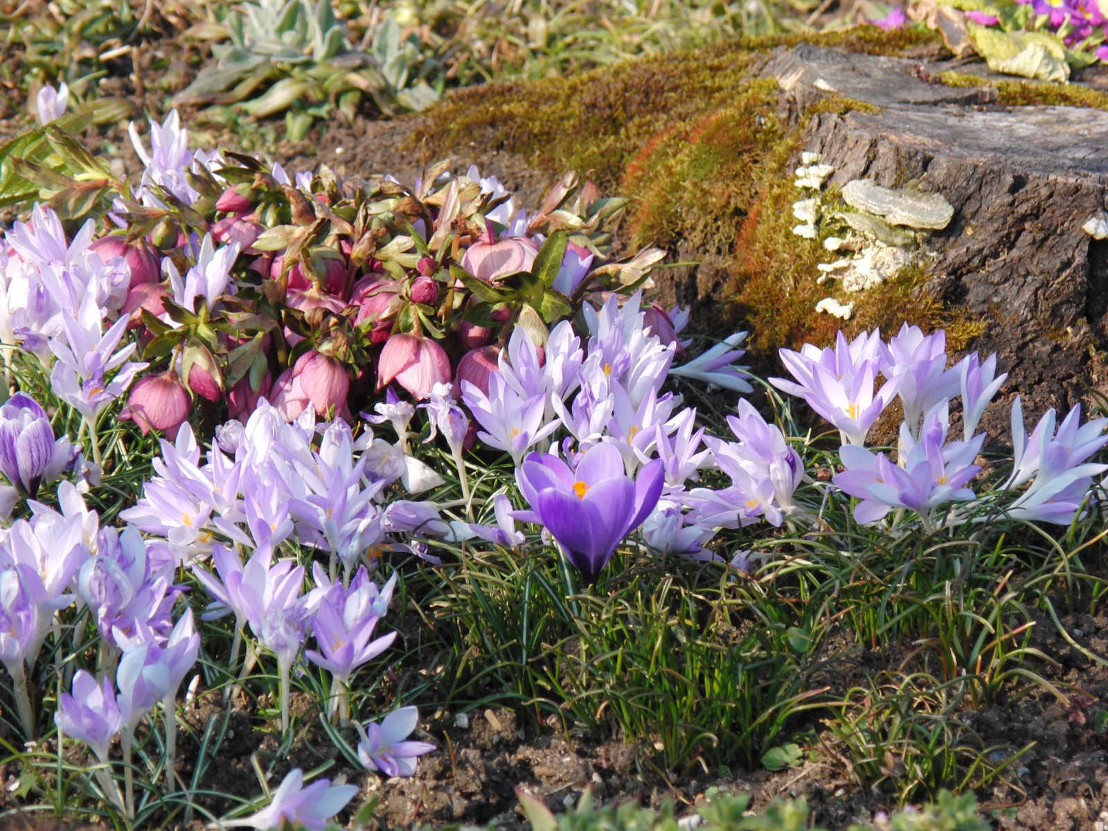 Frühlingsfreude 2 Frühlingsfreude 2