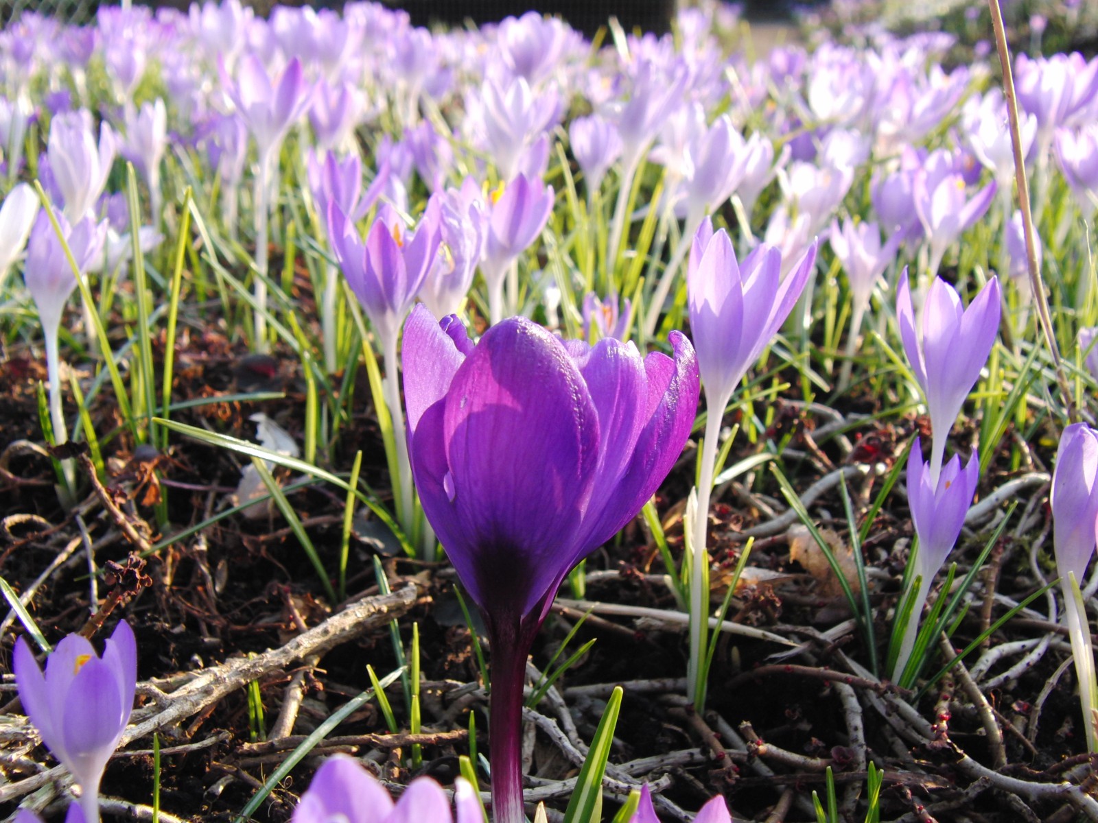 Frühlingskrokuse Frühlingskrokuse