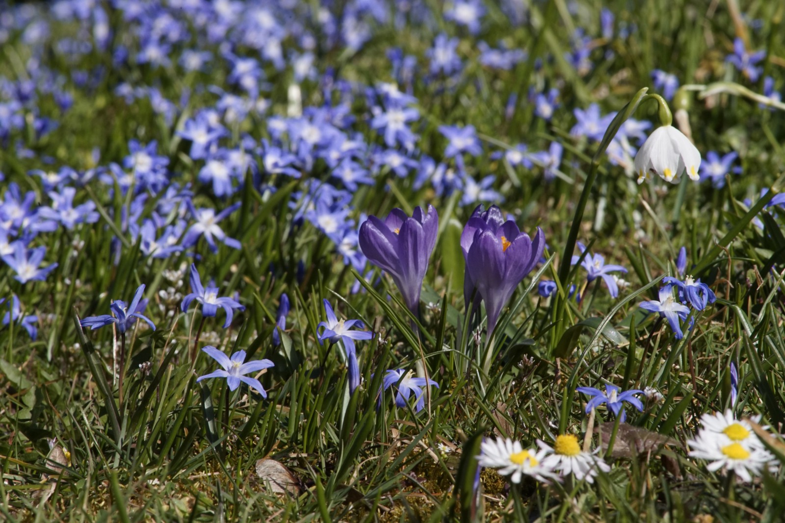 Frühlingswiese im März Frühlingswiese im März
