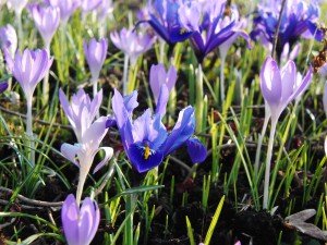 Iris im Krokusbeet