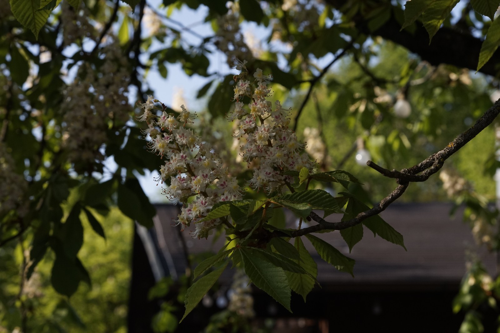 Kastanienblüte im Biergarten Kastanienblüte im Biergarten