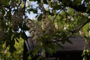 Kastanienblüte im Biergarten