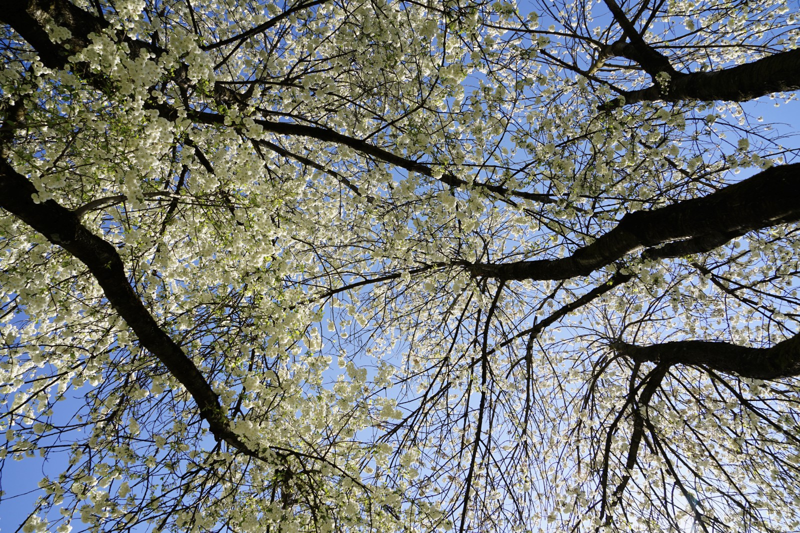 Kirschblütenhimmel Kirschblütenhimmel