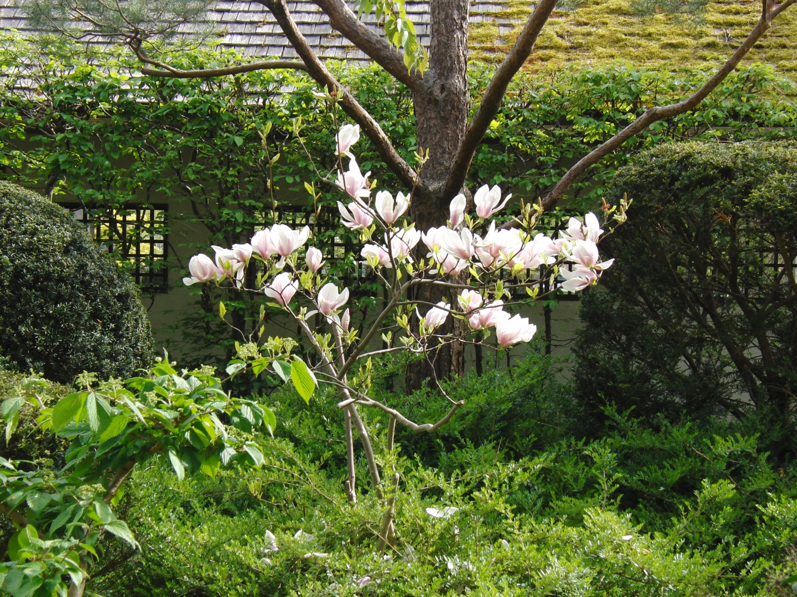 Kleiner Magnolienstrauch Kleiner Magnolienstrauch