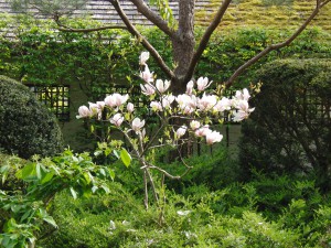 Kleiner Magnolienstrauch