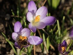 Kopfüber in den Vorfrühling