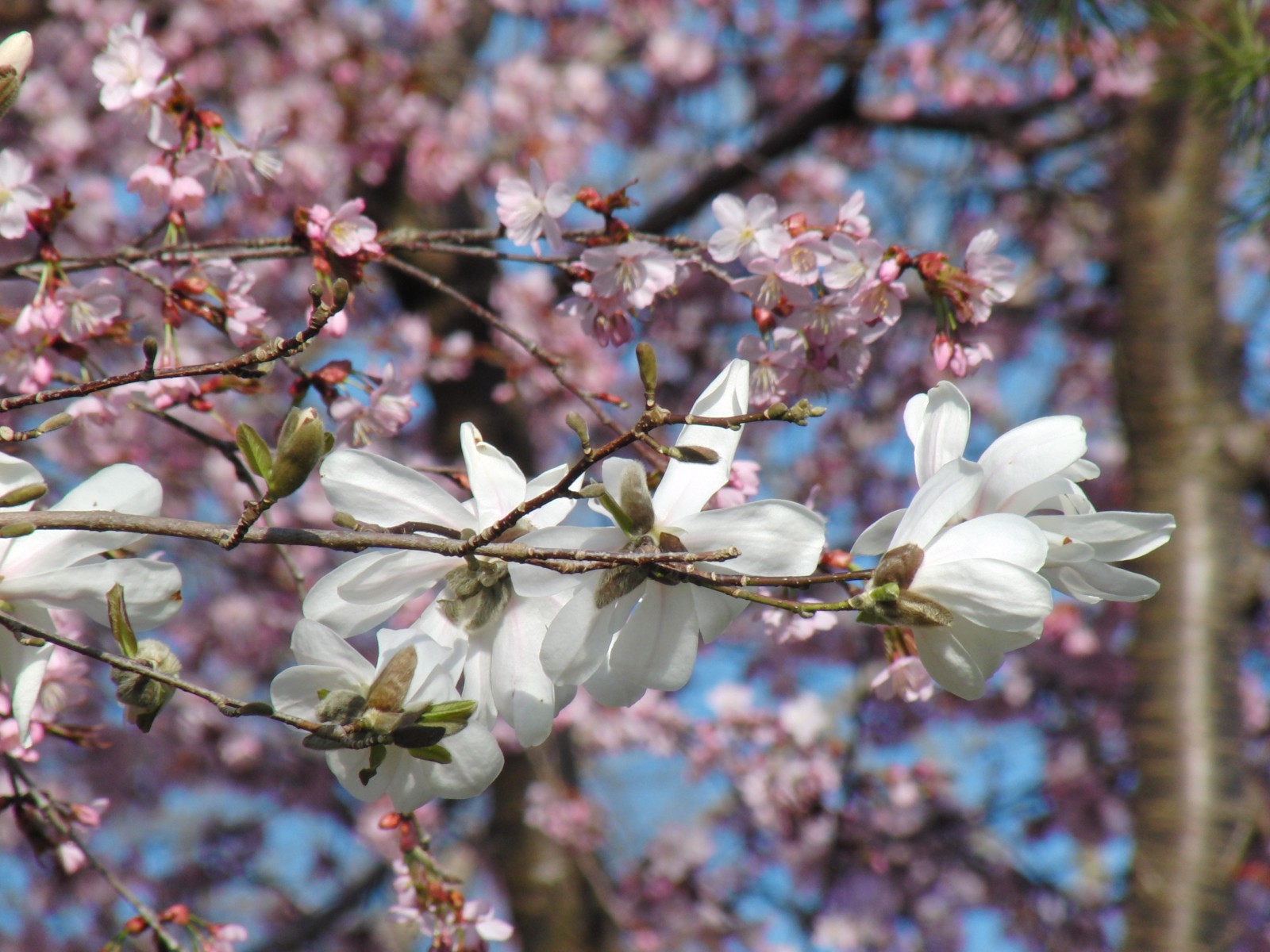 Magnolien und rosa Kirschblüten Magnolien und rosa Kirschblüten