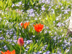 Rote Tulpen im Frühlingsbeet 2