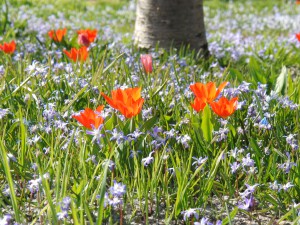 Rote Tulpen im Frühlingsbeet 1
