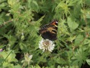Kleiner Fuchs auf weißer Kleeblüte