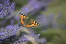 Kleiner Fuchs im Lavendel 