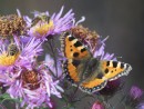 Kleiner Fuchs mit Bienen auf Astern 