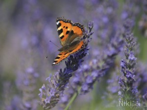 Schmetterling im Lavendel Schmetterling im Lavendel