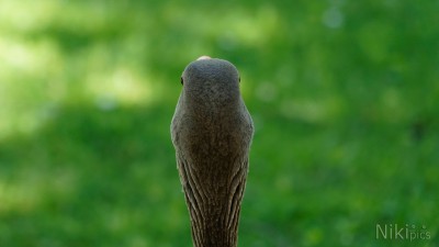  Gänse