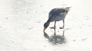 Eiskuss Eiskuss