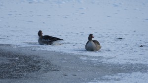 Eiszeit Eiszeit