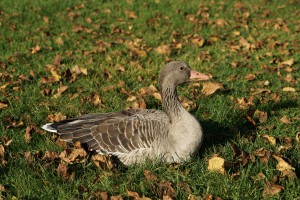 Graugans auf Herbstwiese Graugans auf Herbstwiese