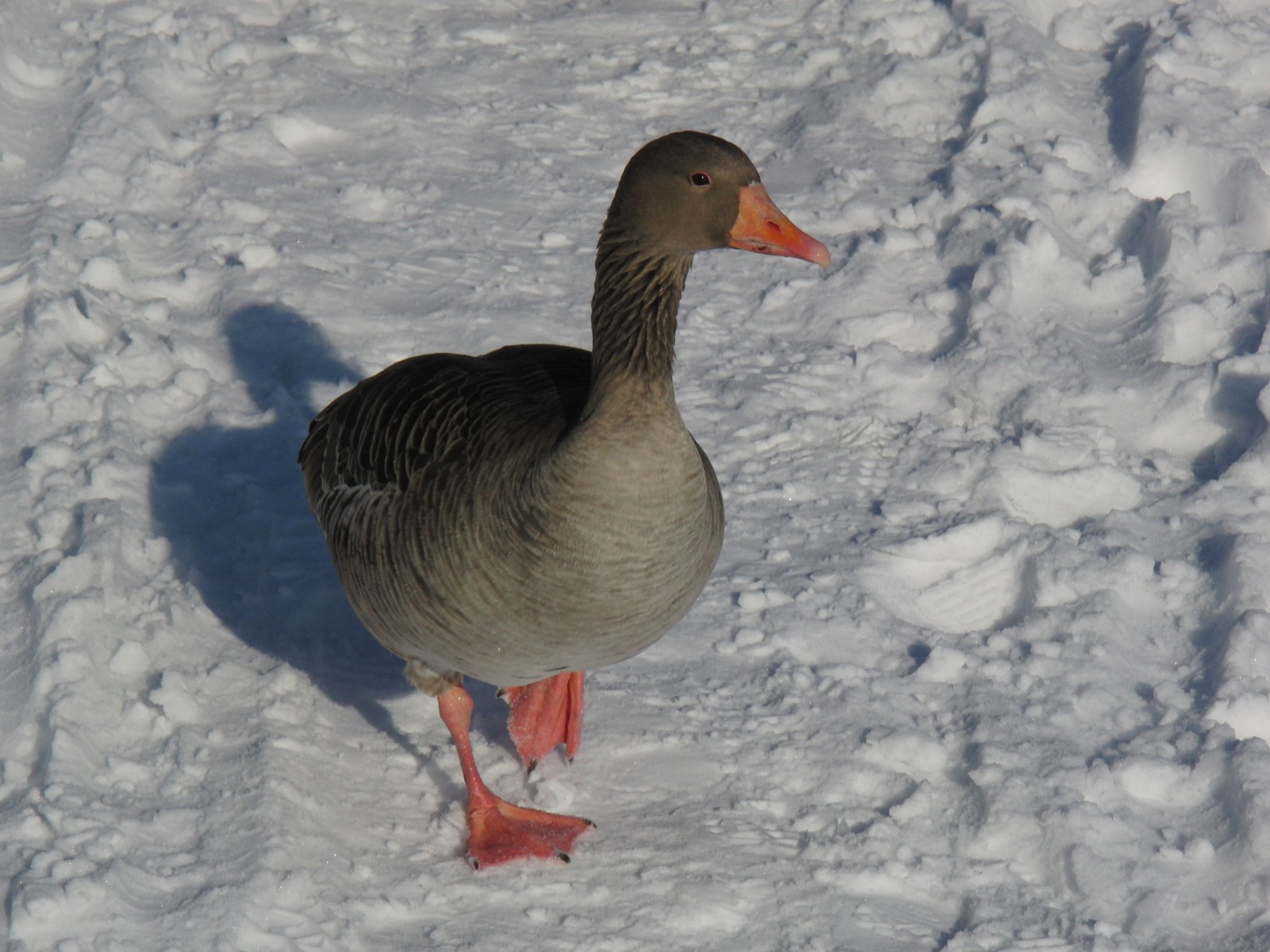 Graugans im Schnee Graugans im Schnee