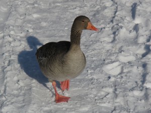 Graugans im Schnee Graugans im Schnee
