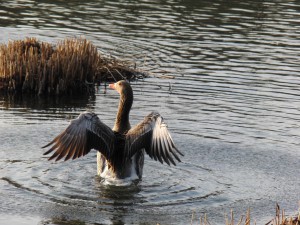 Graugans mit Flügelschlag
