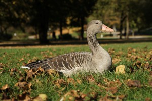 Tierisches Sonnenbad im Oktober Tierisches Sonnenbad im Oktober