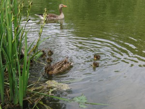 Graugans-Familie Graugans-Familie