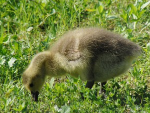 Kanadagansküken in der Wiese Kanadagansküken in der Wiese