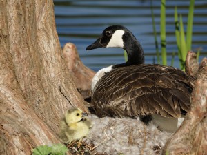 Noch schön im Nest blleiben Noch schön im Nest blleiben