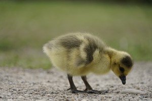 Nur Steinchen hier Nur Steinchen hier