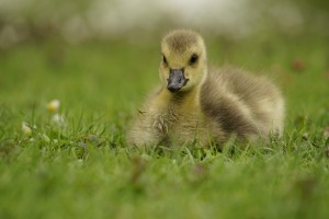 Frohe Ostern Kücken 2025 Frohe Ostern Kücken 2025