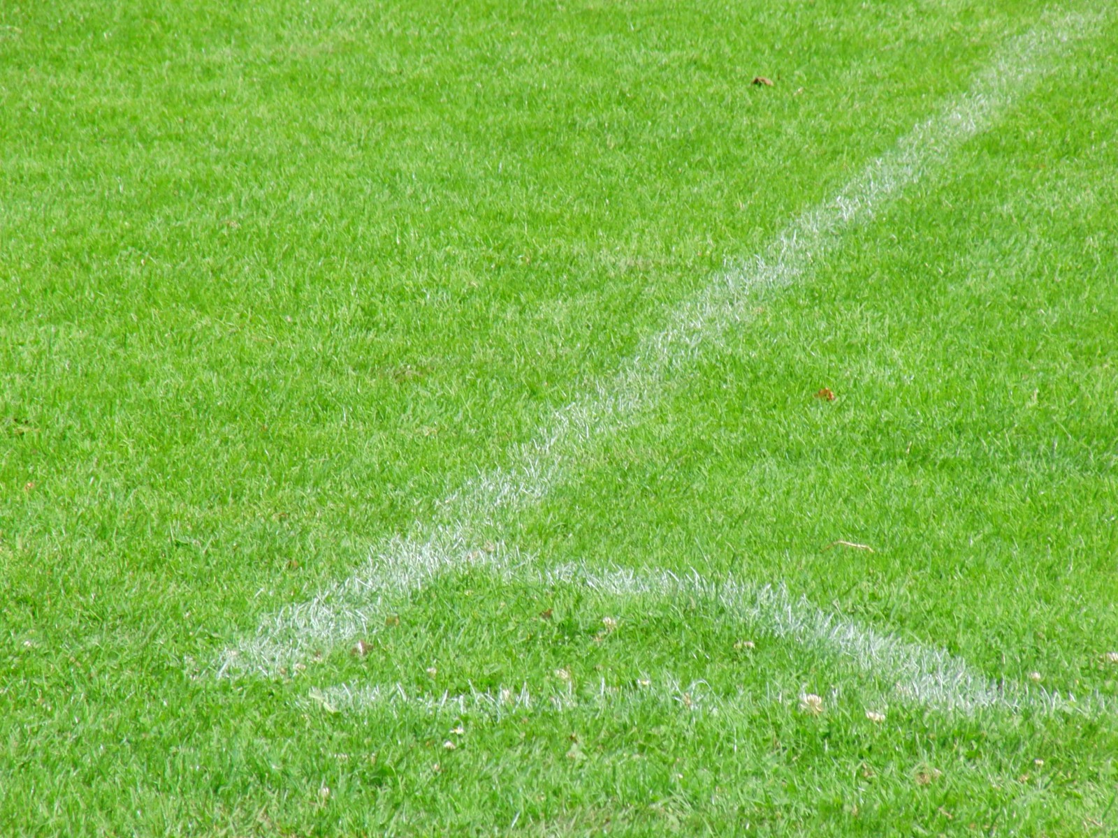 Fussballrasen Textur Fussballrasen Textur