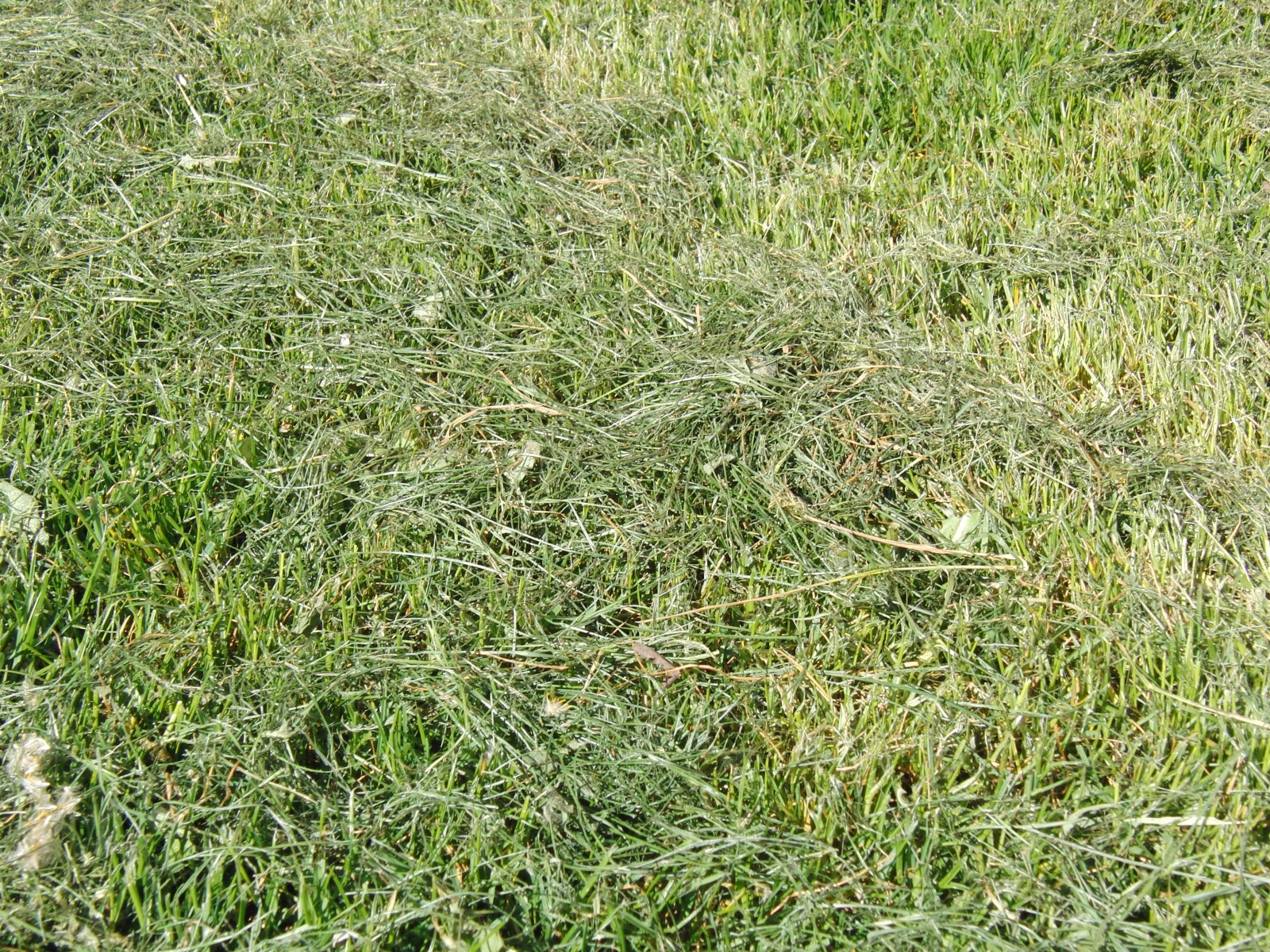 Gras gemäht Gras gemäht