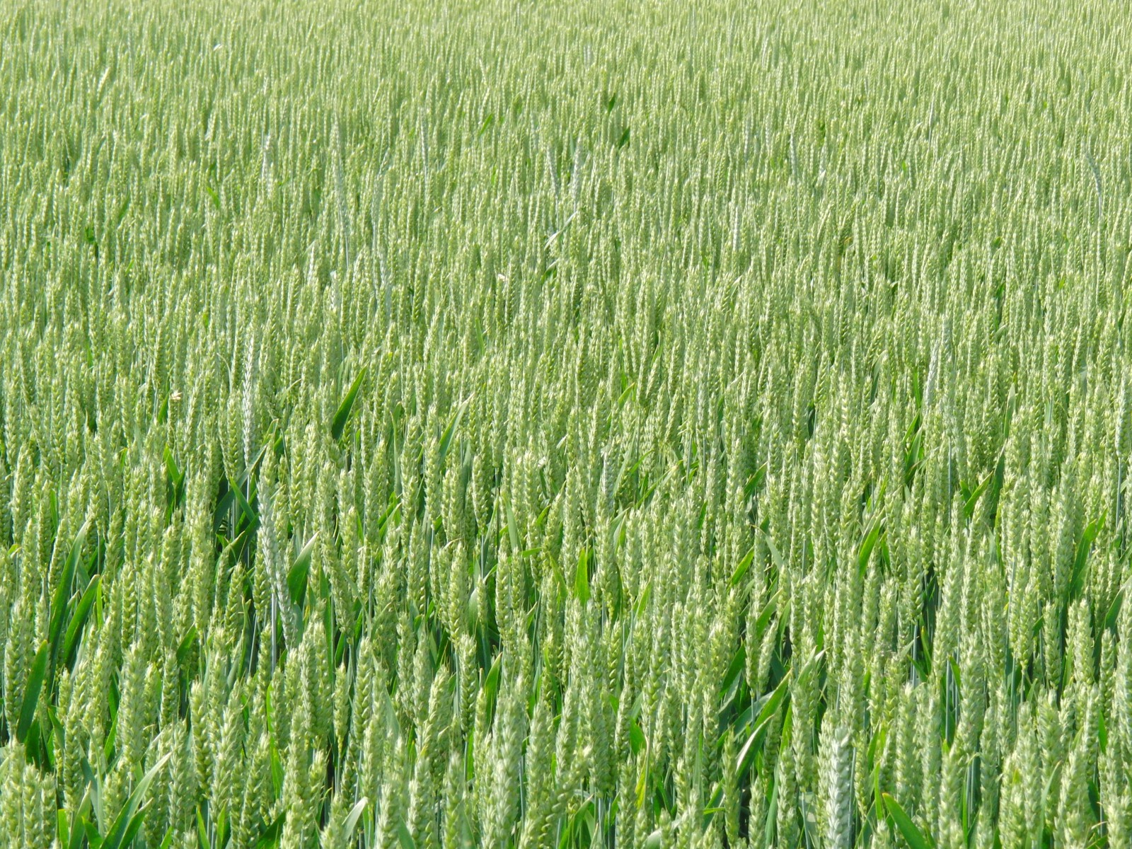 Grünes Getreidefeld Textur Grünes Getreidefeld Textur