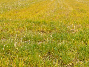 Textur & Hintergrundbilder