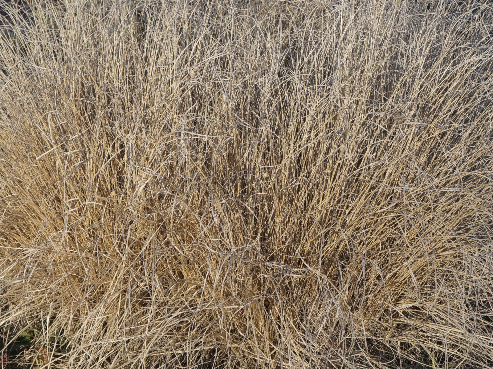 Trockenes Gras 3 Trockenes Gras 3
