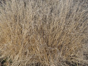 Trockenes Gras 3 Trockenes Gras 3