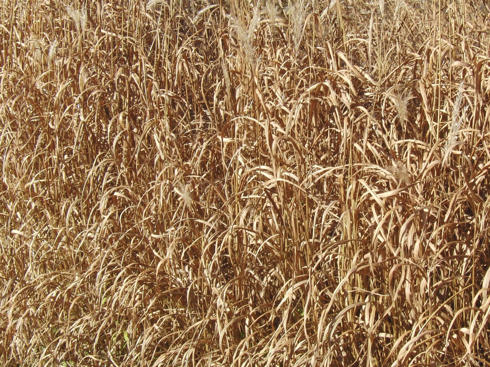 Trockenes Gras 2 Trockenes Gras 2