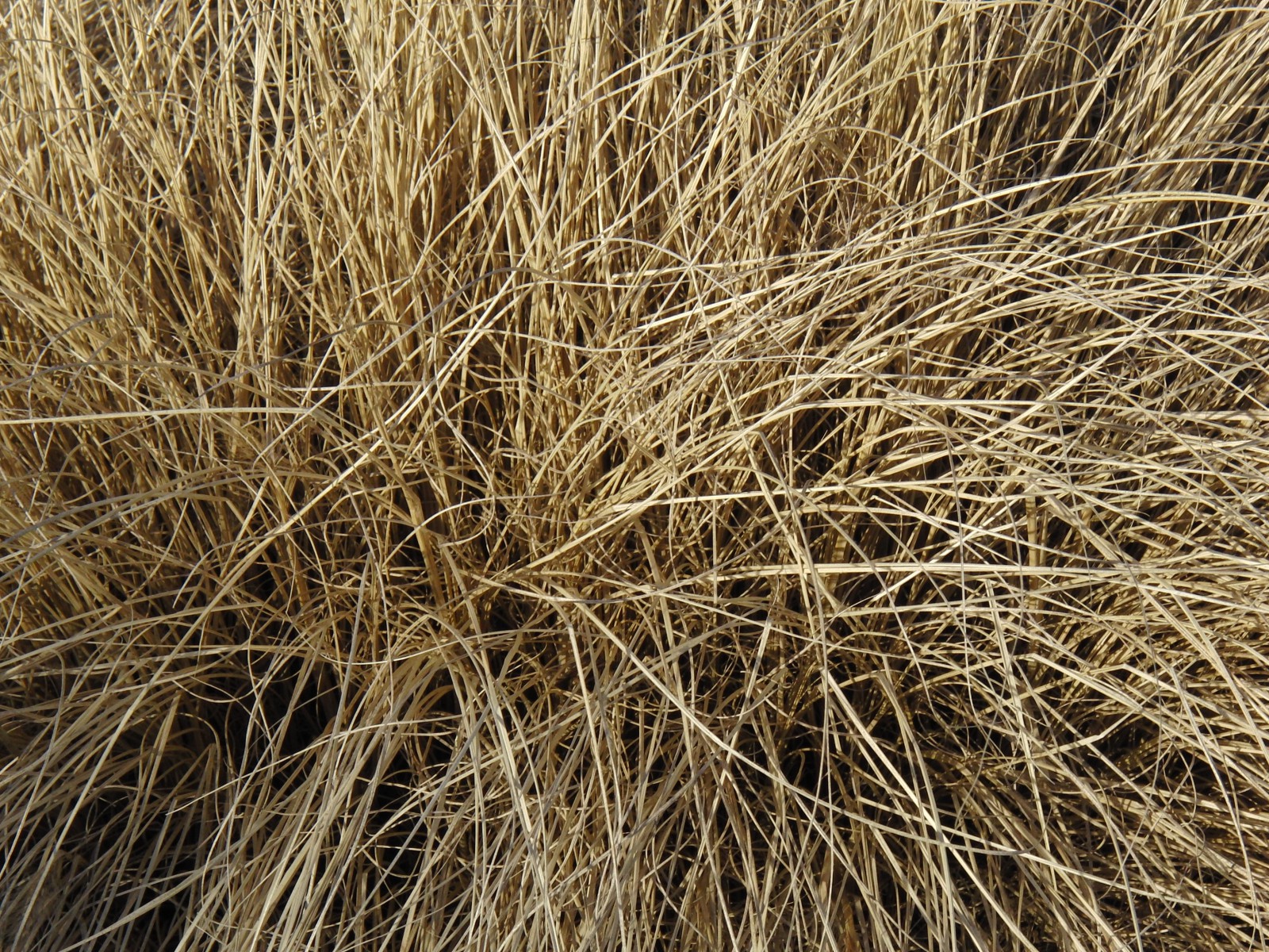 Trockenes Gras 1 Trockenes Gras 1