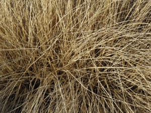 Trockenes Gras 1 Trockenes Gras 1