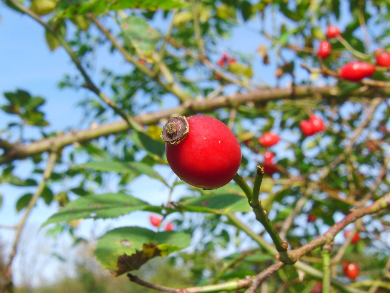 Einsame Hagebutte Einsame Hagebutte