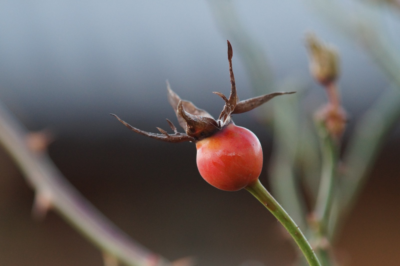Große Hagebutte Große Hagebutte