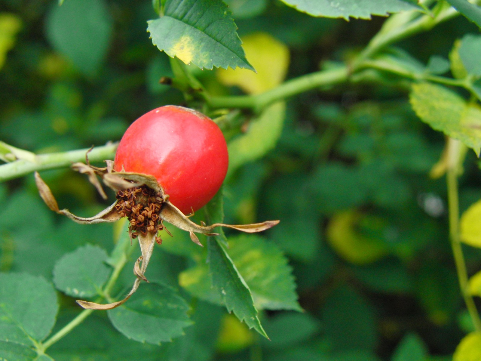 Hagebutte im grünen Hintergrund Hagebutte im grünen Hintergrund