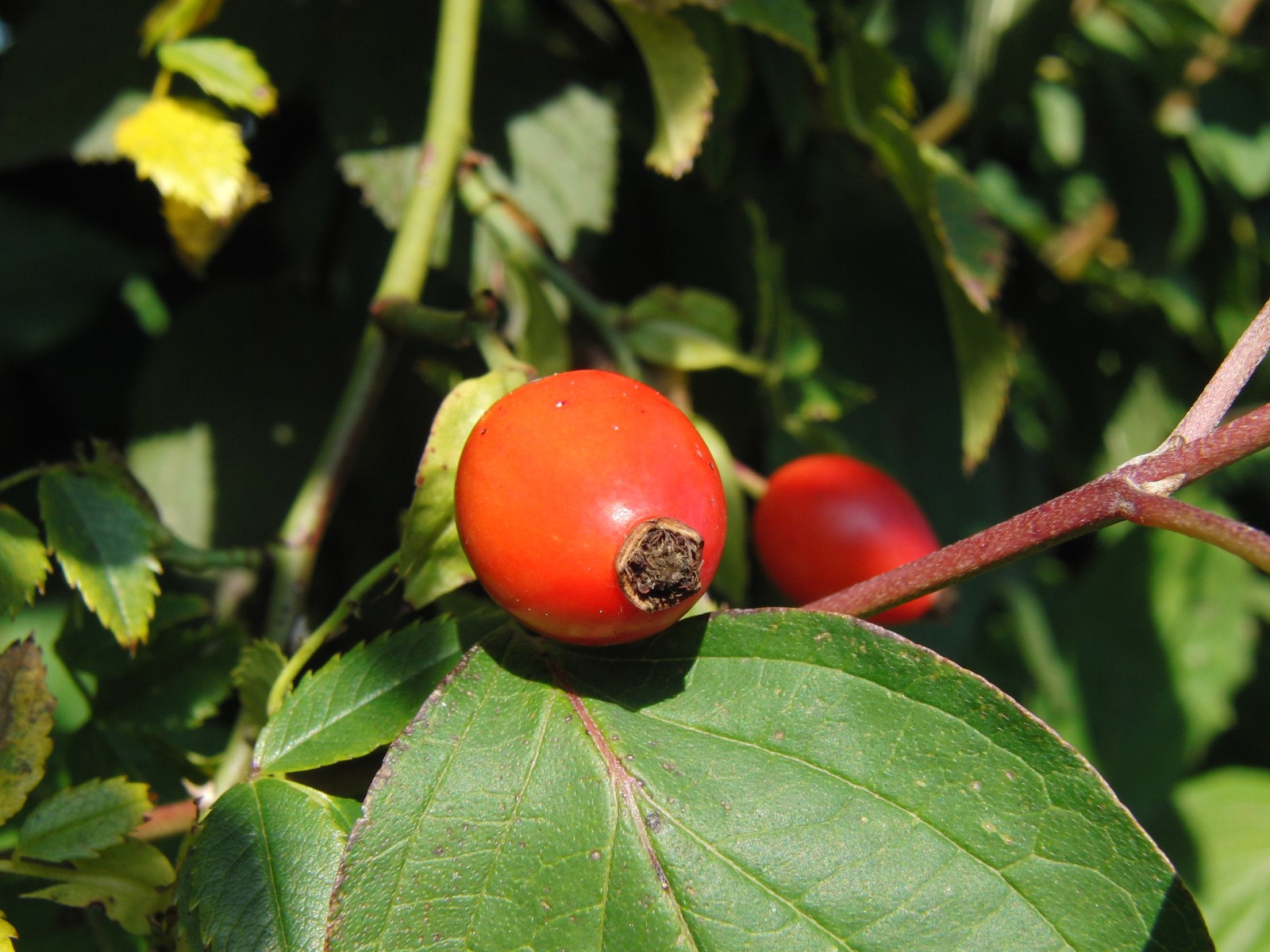Hagebutte im Sonnenlicht Hagebutte im Sonnenlicht