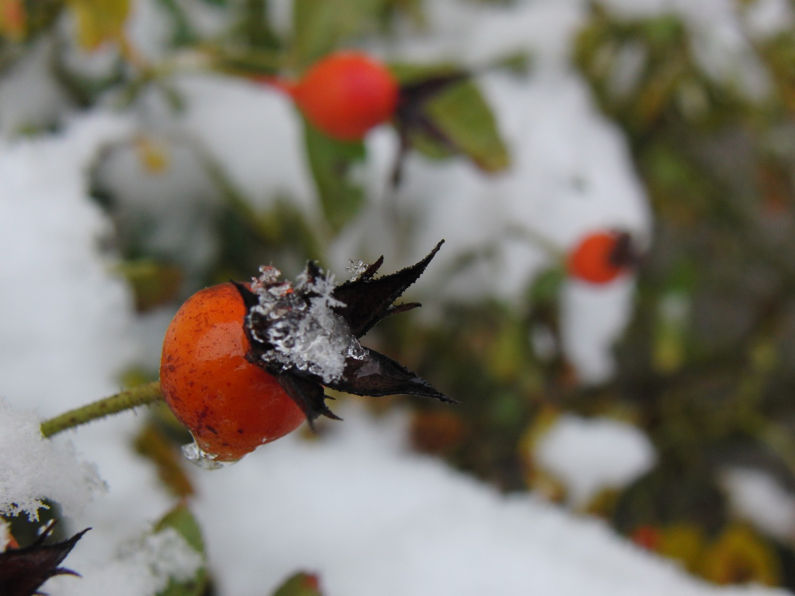 Hagebutte mit Schnee Hagebutte mit Schnee