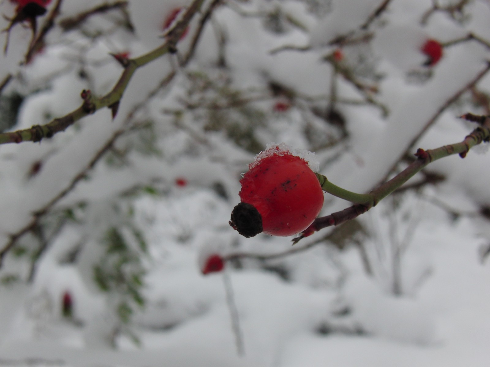 Hagebutte mit Schnee im Hintergrund Hagebutte mit Schnee im Hintergrund